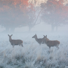 The dawn is bowing out in the afternoon