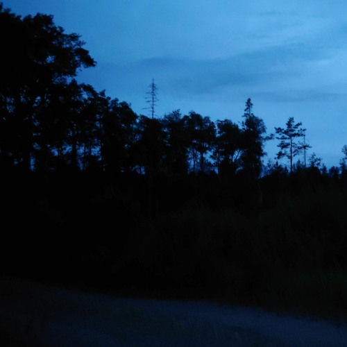 Nightjars at midnight in July