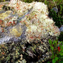 wildkarduno - drill (prod. shayne)