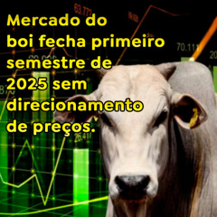 Mercado do boi fecha primeiro semestre de 2025 sem direcionamento de preços