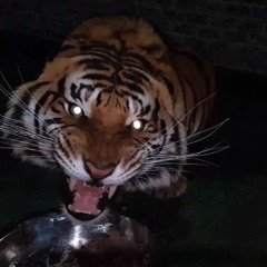 GFOTY-poison (best part looped)