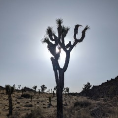 symbol - adrianne lenker (cover)