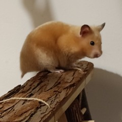 Channeling Djrum 4 my neigh-bores