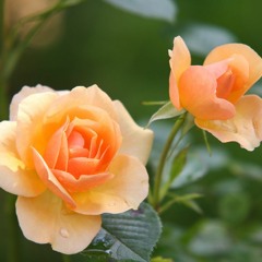 Acid (Prod. Mayo Carter)