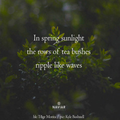 In spring sunlight [naviarhaiku604]