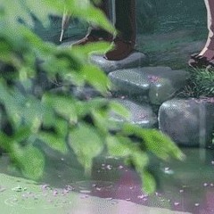 胸口碎大石（cover）