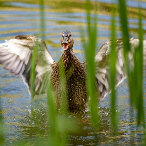 14.6.23 Einschwingung Heilung Durch Die Spagyrische Essenz, 112 Eukalyptus Globulus