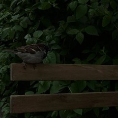 POPSTAR - INSTASAMKA (speed up)