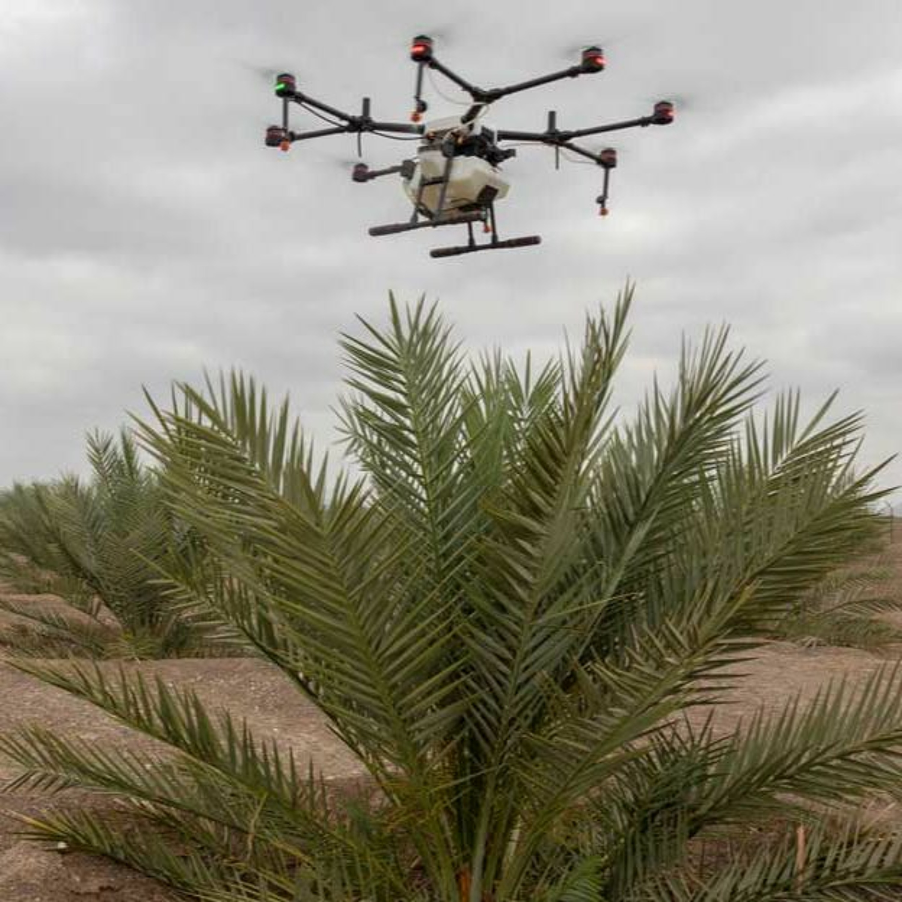 Pollinating Palm Trees Using Drones in the UAE (15.11.21) episode artwork
