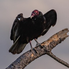 Panhandle Afield: Turkey Vultures