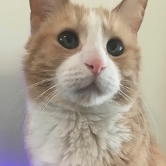 Company Cat - Nina's Song