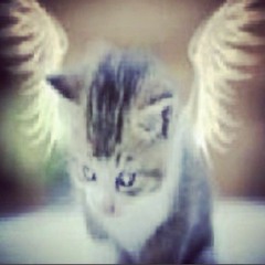 KIEREN D MI ZAZA - memememw!!