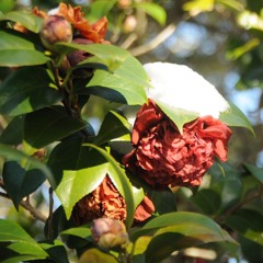 Mother's Pearls demo