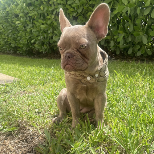 RUDY GOLDBRIKKK-Let Me Out The Cage