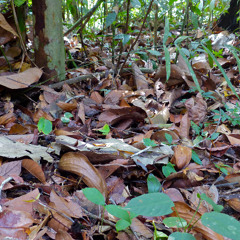 Nicolettes Palmetum reprise