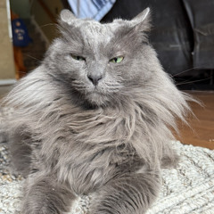 toxic remix - carti / skepta