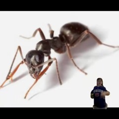 Bite Sized Ben ft-Haydog and JHsquidward