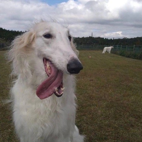 he's such a mystery -  flexinvent