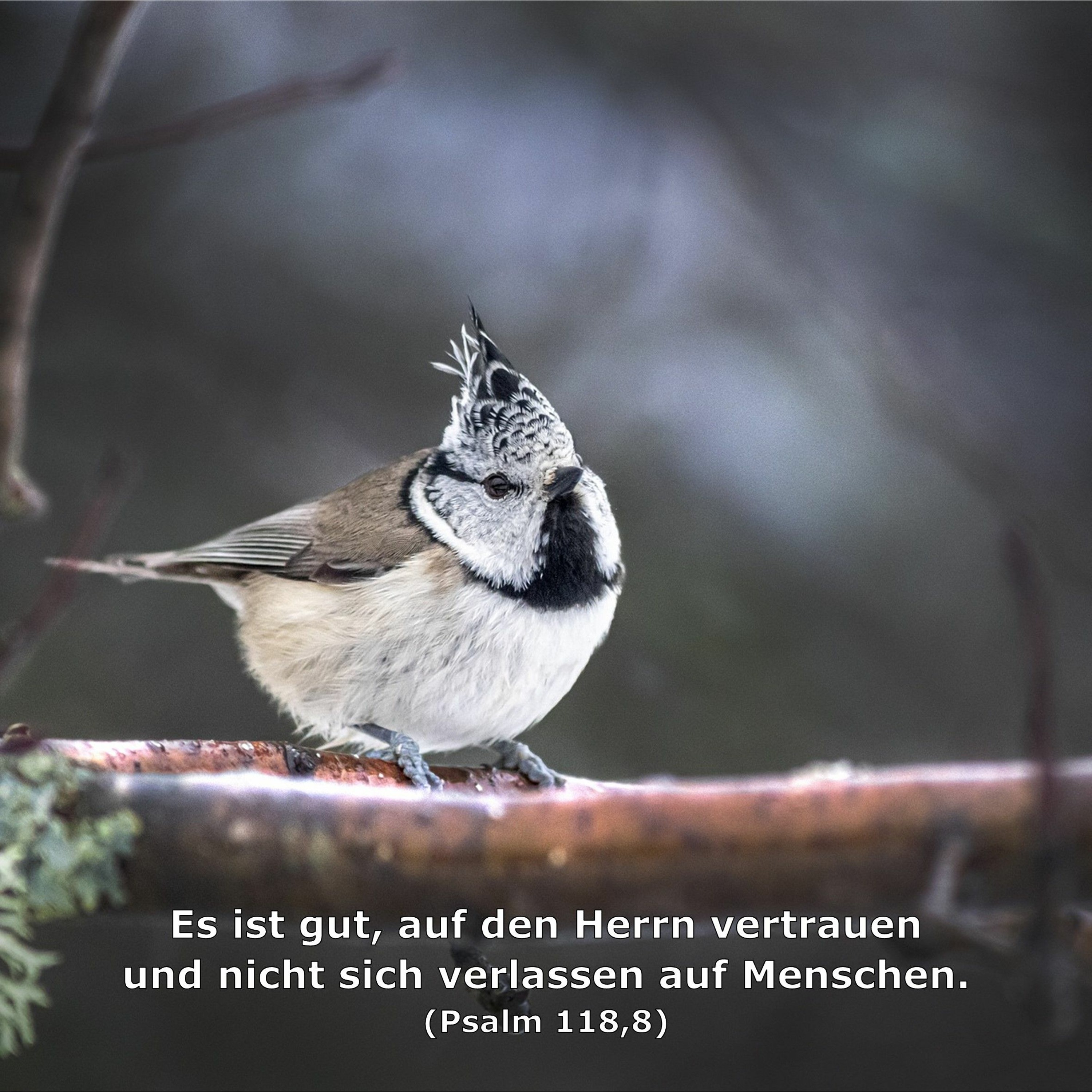 In einem Jahr durch die Bibel