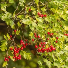 It's bare root planting season for hedging