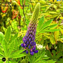 Hodge - 24 June 2024