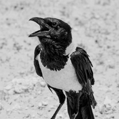 Street Spirit (cover)