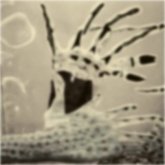 Up The Lazy Piglet (2024 ADJM Mix)