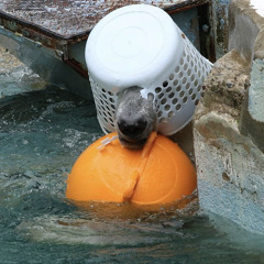 ninja stars (prod. euro visa visa)