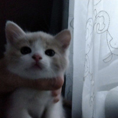 кабуу - леро4ка