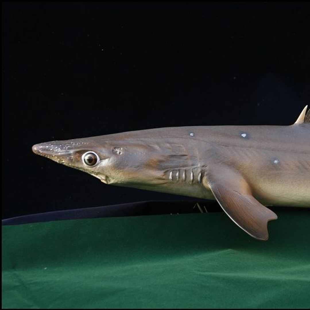 Mudsharks