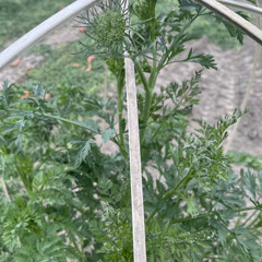 Carrots
