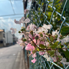 ねむるときこえ