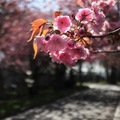 Sakura