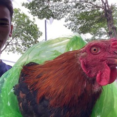 AI LA NGUOI THUONG EM ft THAY TOI YEU CO AY Remix