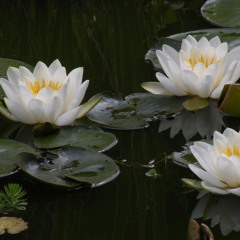 tamino & mitski - sanctuary (slightly slowed, new 2025 song)