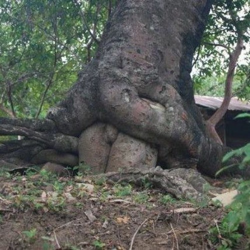 Prone Bone / Savage / Offensive