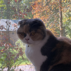 Mort’s Fall Melody Lo~fi