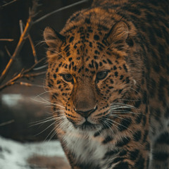 What So Not - Jaguar (v Sniper Remix)