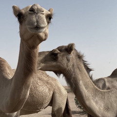 وبدوي مايكرم البل وش مصيـره ! 🤍
