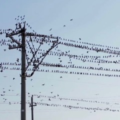 Sound Cloud Array 4