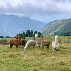 Excursion de las Llamas