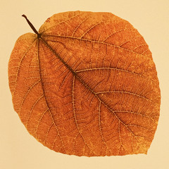 The Endless Tape Machine #31 - Autumn