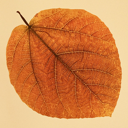 The Endless Tape Machine #31 - Autumn