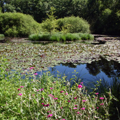 at the magic pond 2