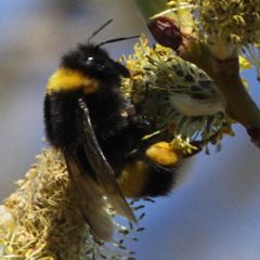 ASMR - the first buff-tailed bumblebee queen searching for nectar