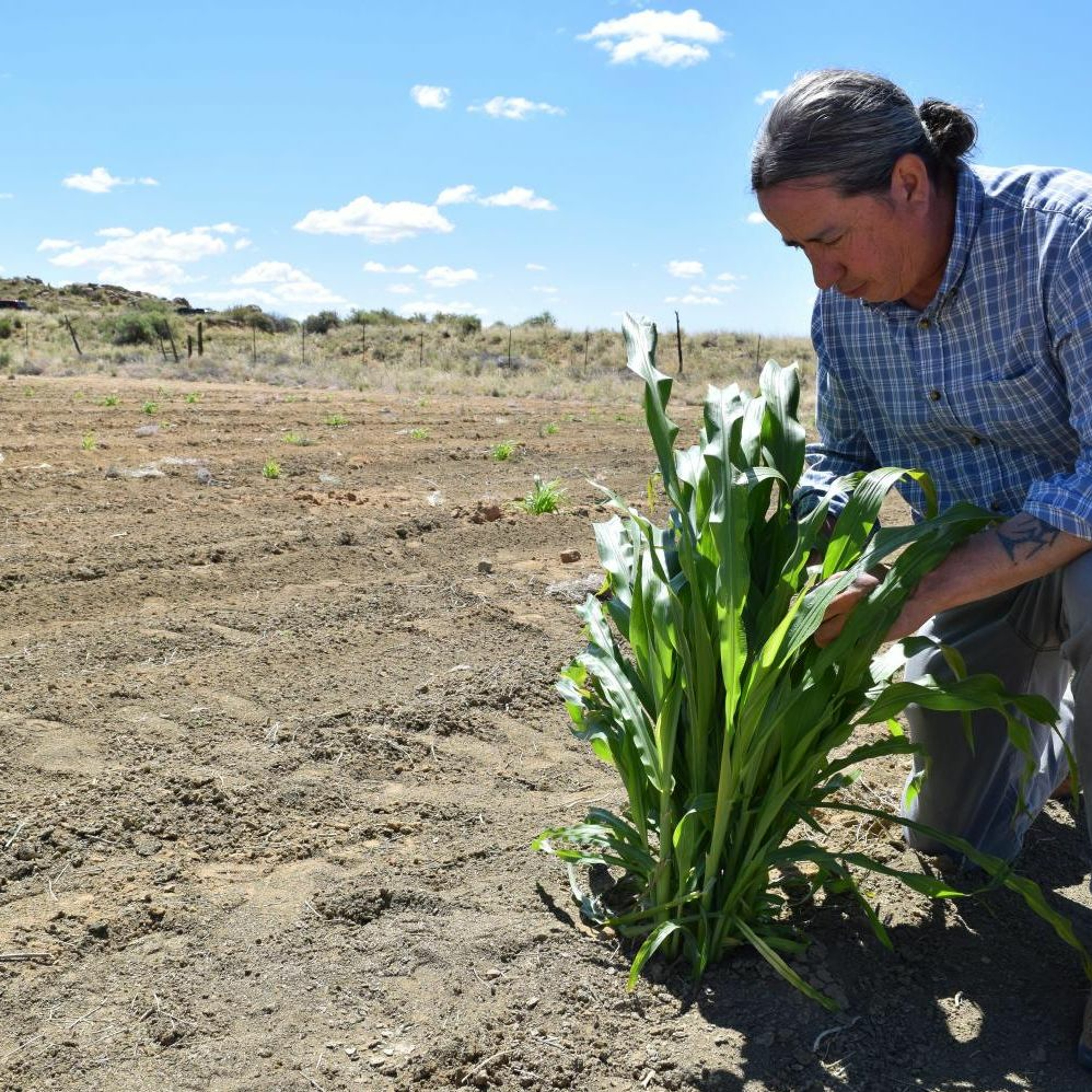 A Hopi farmer is using ancient practices to grow crops in Arizona — with no irrigation episode artwork