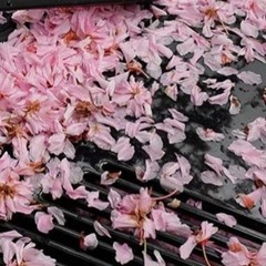 sakura essence「10-07 impro」