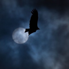Fly by night