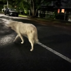 strange to see you-rough home demo