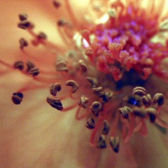 Tom Jobim - Bonita  feat Paula Morelenbaum